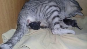 Почему у кошки большой живот после родов