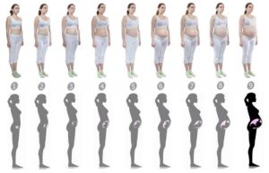 Размеры Живота По Месяцам При Беременности