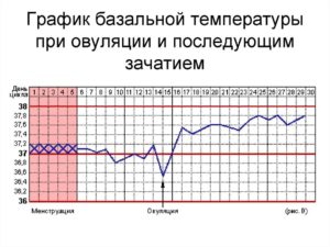 36 9 базальная температура после овуляции