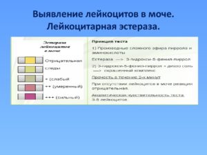 Лейкоцитарная эстераза в моче у женщины что это значит