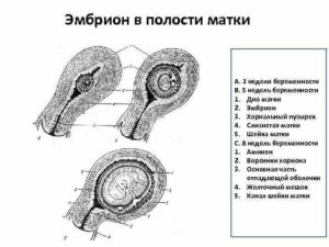 Беременность 5 недель матка увеличена