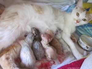 Через сколько после родов может забеременеть кошка