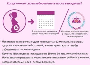 Когда наступает овуляция после выкидыша на раннем сроке