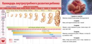 Этапы Беременности От Зачатия До Родов