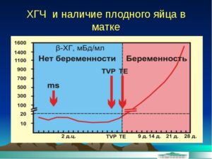 При каком уровне хгч видно плодное яйцо на узи