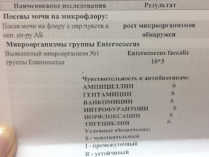 Микрофлора не выделена в моче что это значит