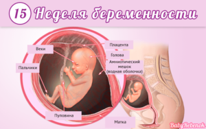 16 Неделя беременности от зачатия ощущения
