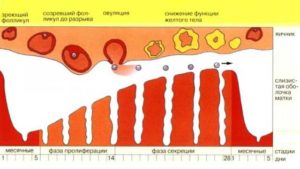 Вторые месячные у девочек задержка