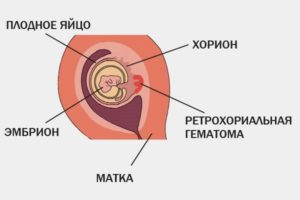 При прикреплении плодного яйца выделения сколько длятся