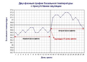 После овуляции бт 36 8