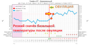 Температура после овуляции 37 и не опускается