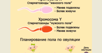 Можно ли заниматься спортом при планировании беременности после овуляции