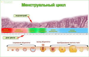 Длинная вторая фаза цикла причины