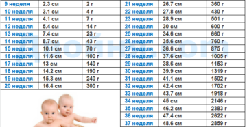 Норма вес плода в 26 недель беременности