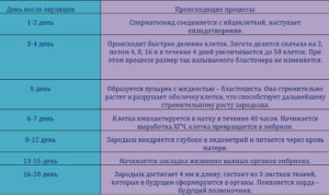 Беременность После Зачатия Через Сколько Дней