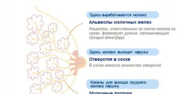 Болит ли грудь перед беременностью