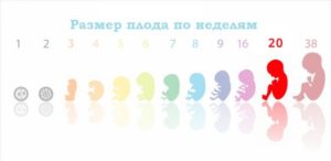 Сколько Спит Ребенок На 20 Неделе Беременности