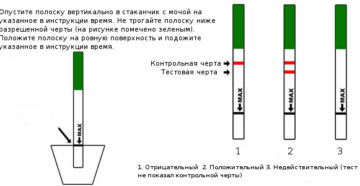 На какую мочу лучше делать тест на беременность