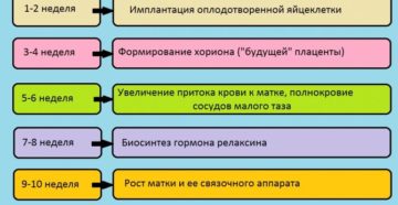 Тянет Поясницу На Первых Неделях Беременности