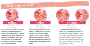 На каком месяце беременности начинает шевелиться ребенок