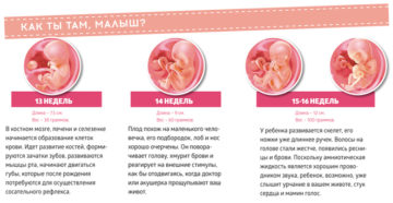На каком месяце беременности начинает шевелиться ребенок