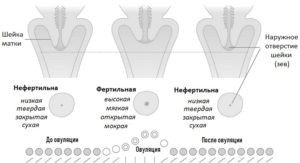 Твердая или мягкая матка при беременности