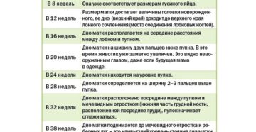 Увеличение матки. Дно матки по неделям беременности нормы. Срок беременности по дну матки. Дно матки при беременности сроки. Дно матки по неделям беременности.