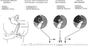 Как прощупать матку при беременности самостоятельно на ранних сроках