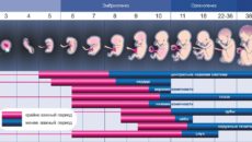 Эмбрион отстает в развитии на неделю на раннем сроке беременности