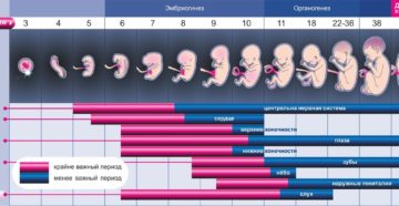 Эмбрион отстает в развитии на неделю на раннем сроке беременности