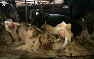 Коровы кровяные выделения у стельной коровы