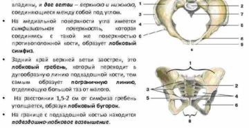 Болит лобковая кость 36 недель