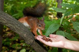 Чем кормить белок в лесу с рук
