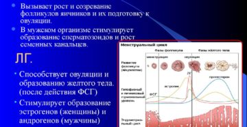 Как снизить лг и фсг у женщин