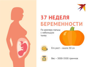 37 неделя беременности вес ребенка