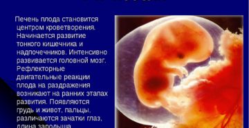 Как выглядит плод в 6 7 недель беременности