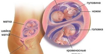 18 неделя беременности двойней что происходит с малышом и мамой