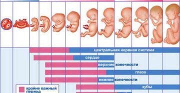 Можно ли почувствовать шевеление плода на 13 неделе