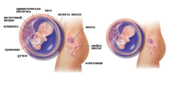 Беременность 8 9 недель развитие