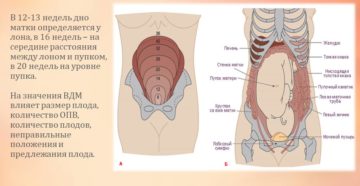 Дно матки 20 недель