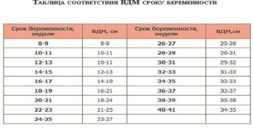 Размеры матки при беременности по неделям таблица