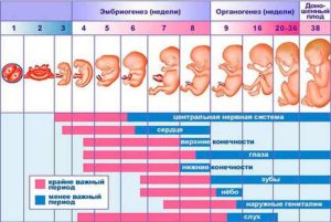 До какого срока беременности можно спать с мужем