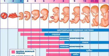 До какого срока беременности можно спать с мужем