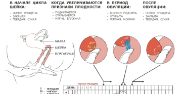 Как нащупать матку при беременности в домашних условиях