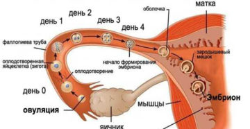 Почему Во Время Овуляции Не Происходит Зачатие