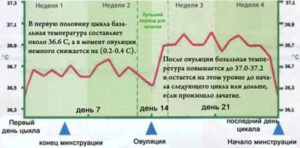 Как часто происходит овуляция после 40 лет