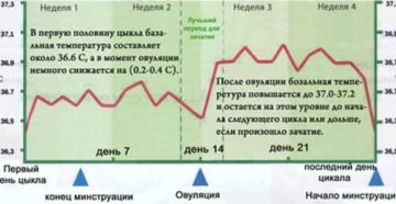 Как часто происходит овуляция после 40 лет