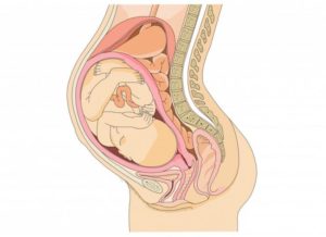 На матку давит при беременности