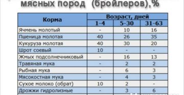 Можно ли кормить бройлеров комбикормом для несушек