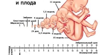 Можно ли на 15 неделе беременности почувствовать шевеление